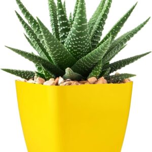 Gardens Need Four Square Pot 20.32Cm