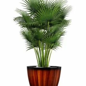 Jaguar Quality Pot 45.72Cm 18Inch